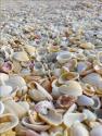 Englewood Beach Shells & Sharks Teeth